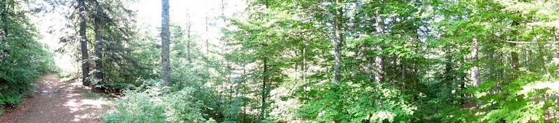 foret