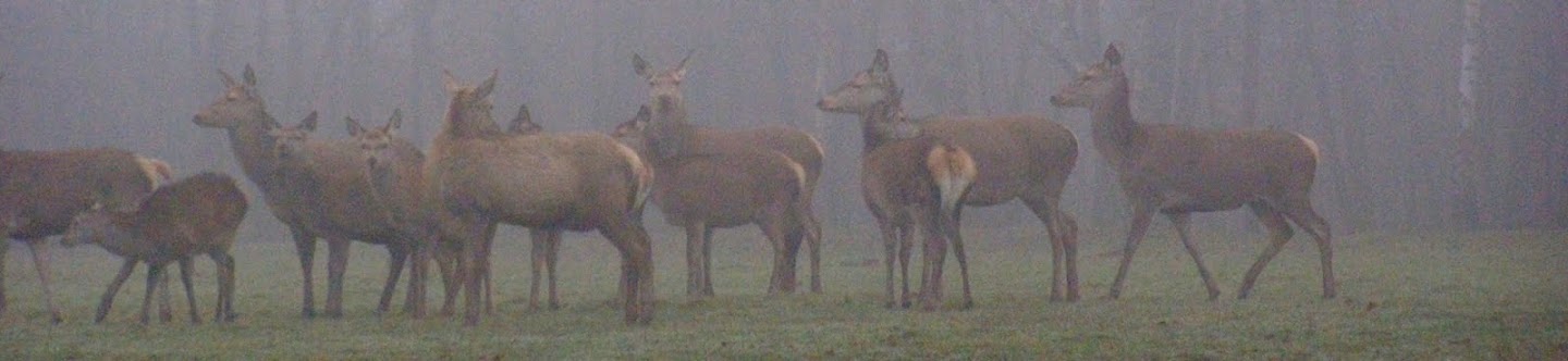 biche