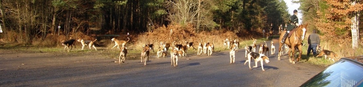 chiens