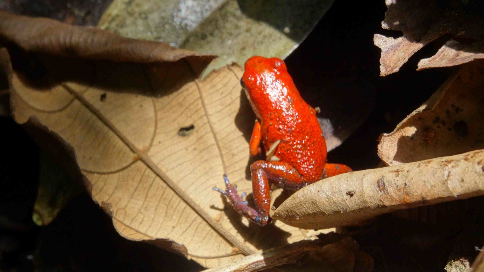 grenouille