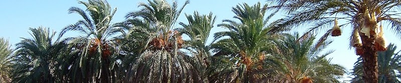lac